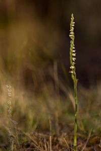 Spiranthes spiralis (L.) Chevall.