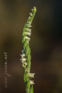 Spiranthes spiralis (L.) Chevall.