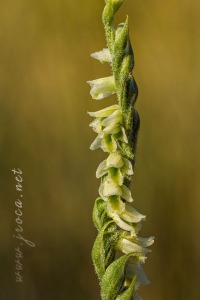 Spiranthes spiralis (L.) Chevall.