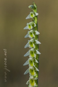 Spiranthes spiralis (L.) Chevall.