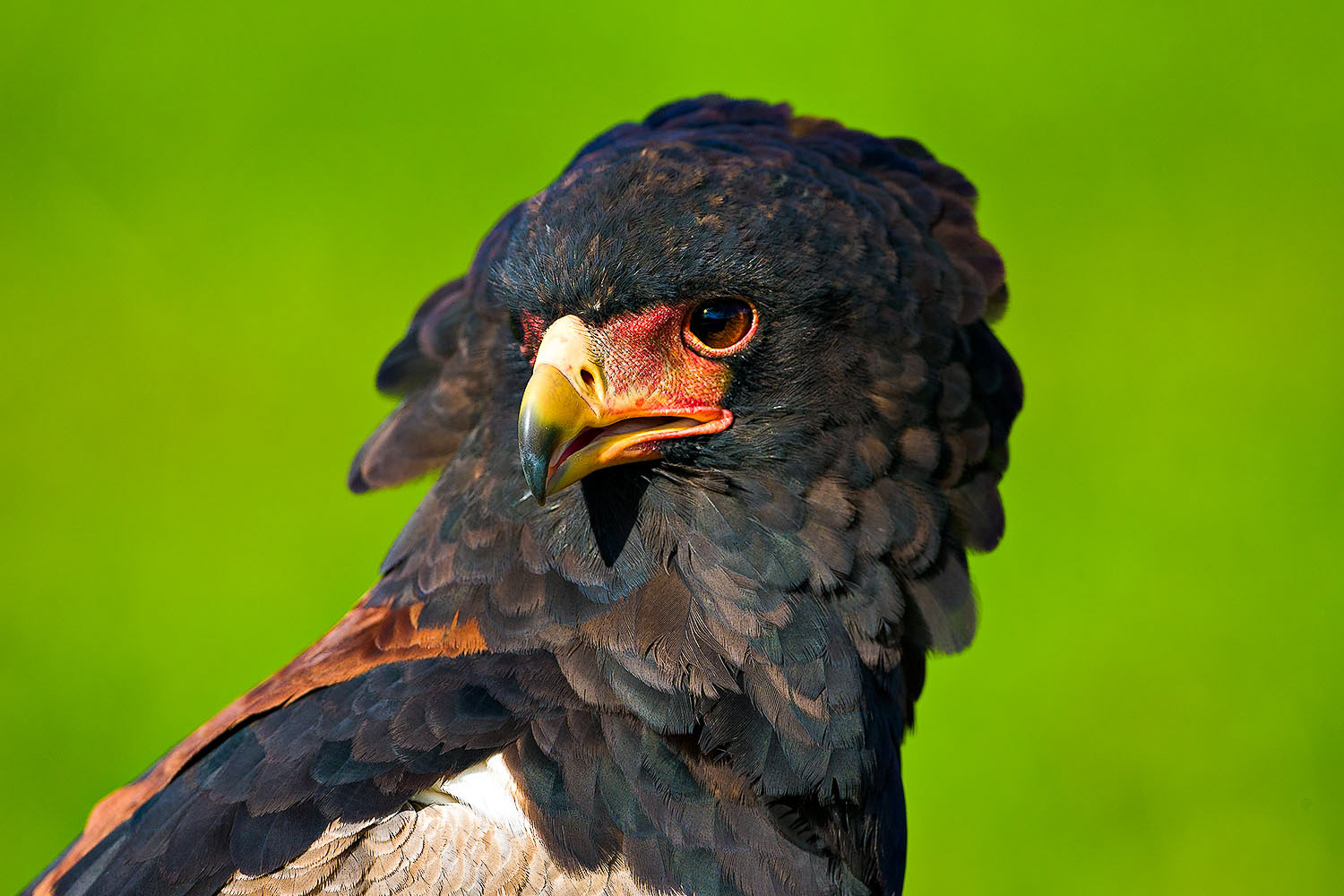 Definición de fotografía de naturaleza y vida salvaje