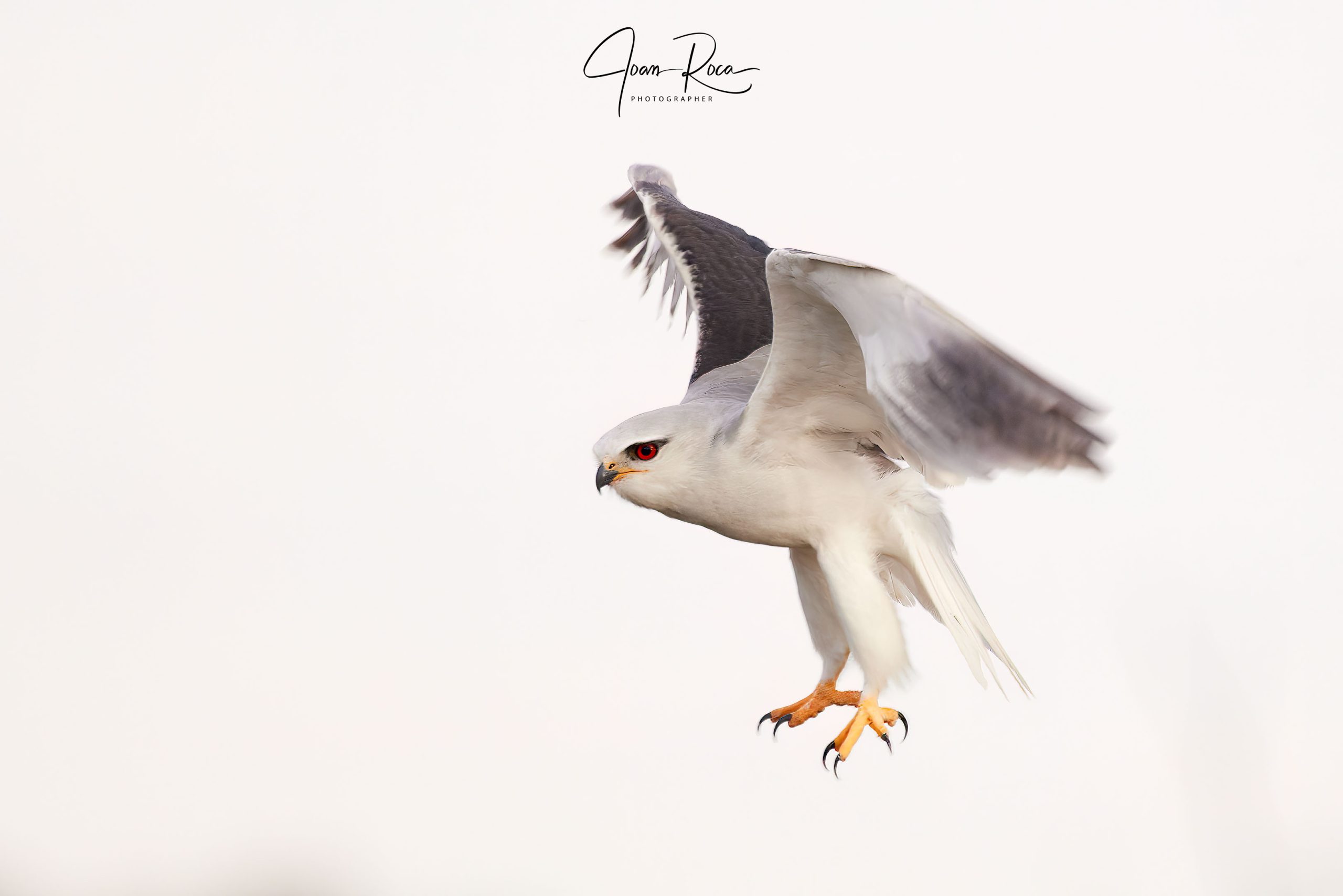 A GUIDE FOR NATURE PHOTOGRAPHERS and JUDGES