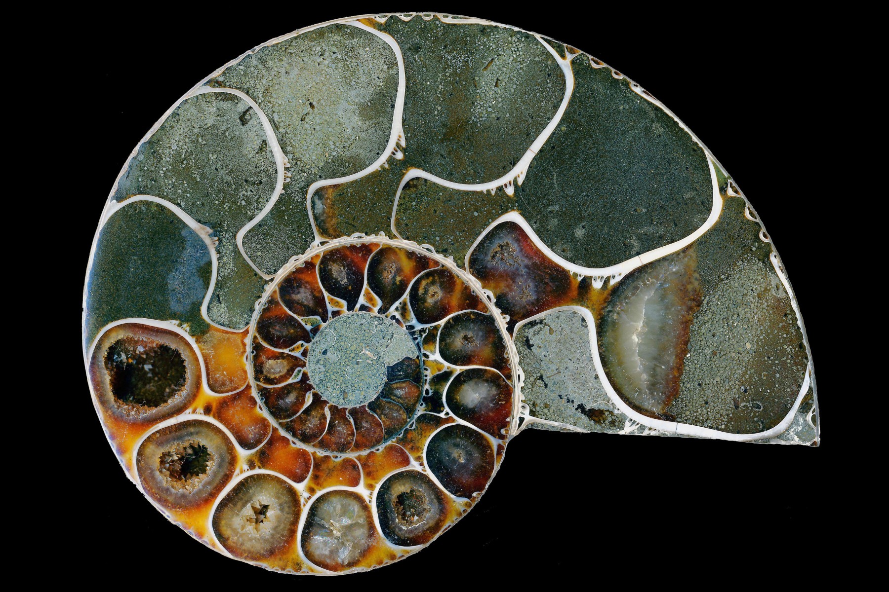 Scientific photography and their specialties