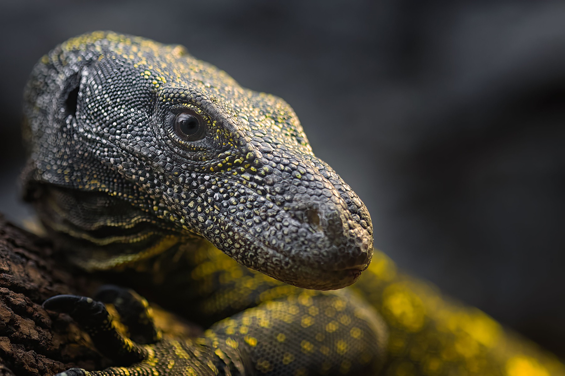 Understanding differences between nature photography and wildlife photography genres through an overview of its standardized definitions