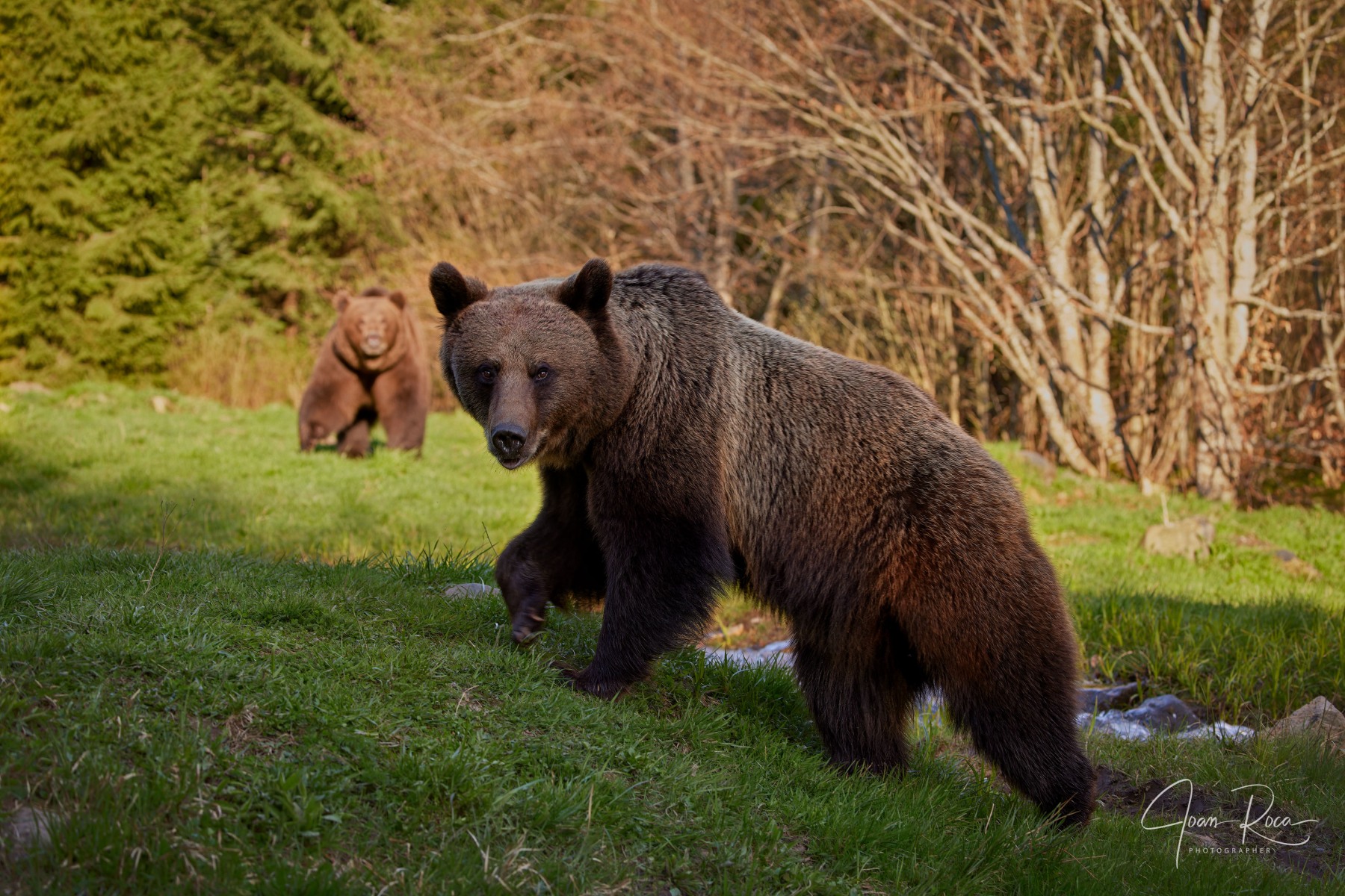 Eurasian brown bear